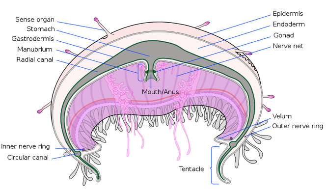 Jellyfish - Digestive Systems In Different Phylums