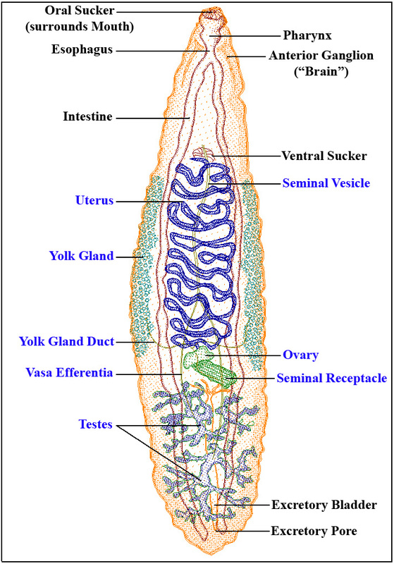 Trematoda - Digestive Systems In Different Phylums