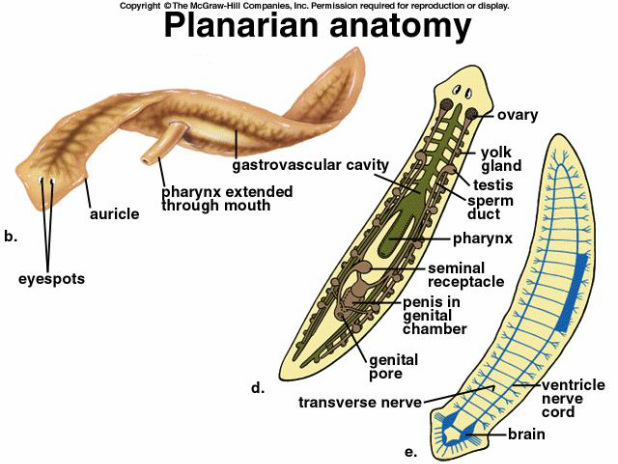 types of intestinal flat worms