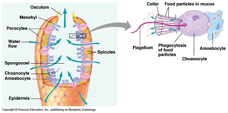 Orange Elephant Ear Sponge - Agelas clathrodes - Digestive Systems In