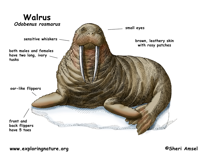 Walrus - Odobenus rosmarus - Digestive Systems In Different Phylums
