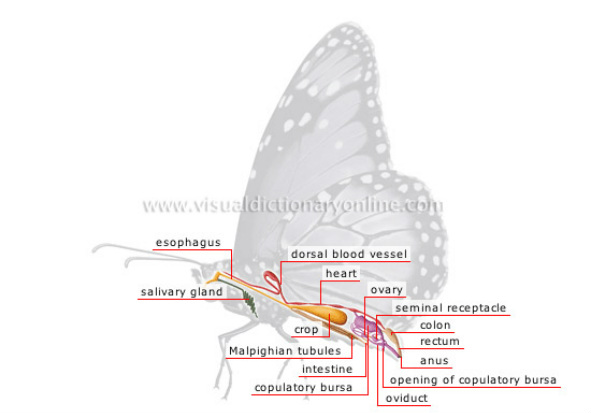 Butterflies - Digestive Systems In Different Phylums