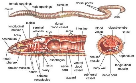 Red Earthworm - Digestive Systems In Different Phylums